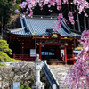 身延山久遠寺のしだれ桜①