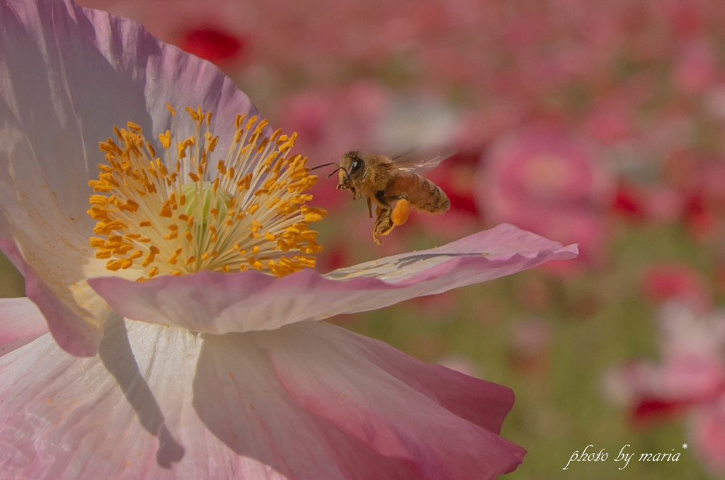 羽音を立て・・花から花へ