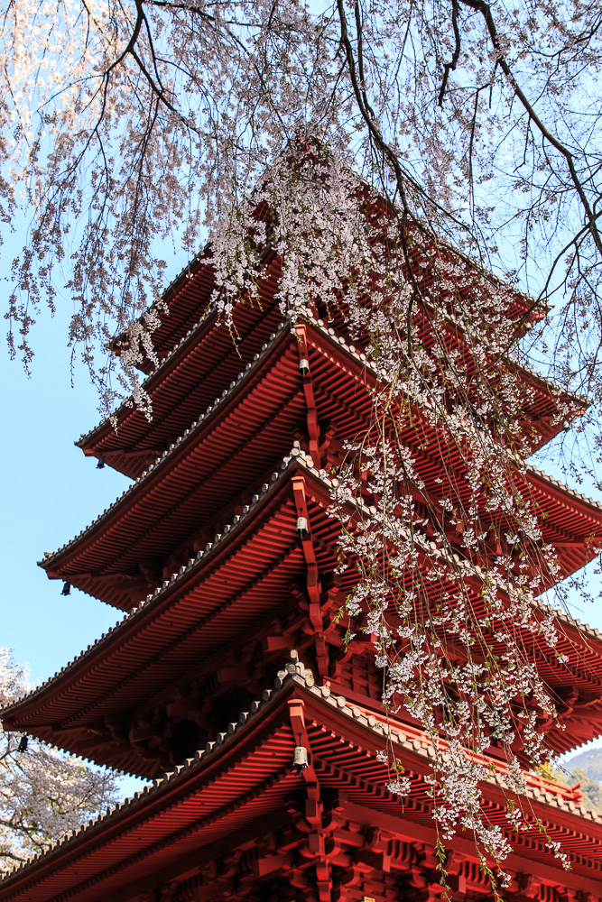 身延山久遠寺のしだれ桜②