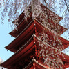 身延山久遠寺のしだれ桜②