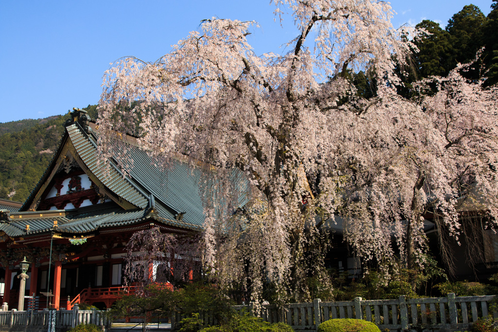 身延山久遠寺のしだれ桜④