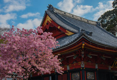 花のお寺①