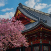 花のお寺①