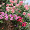 Rose Garden-1
