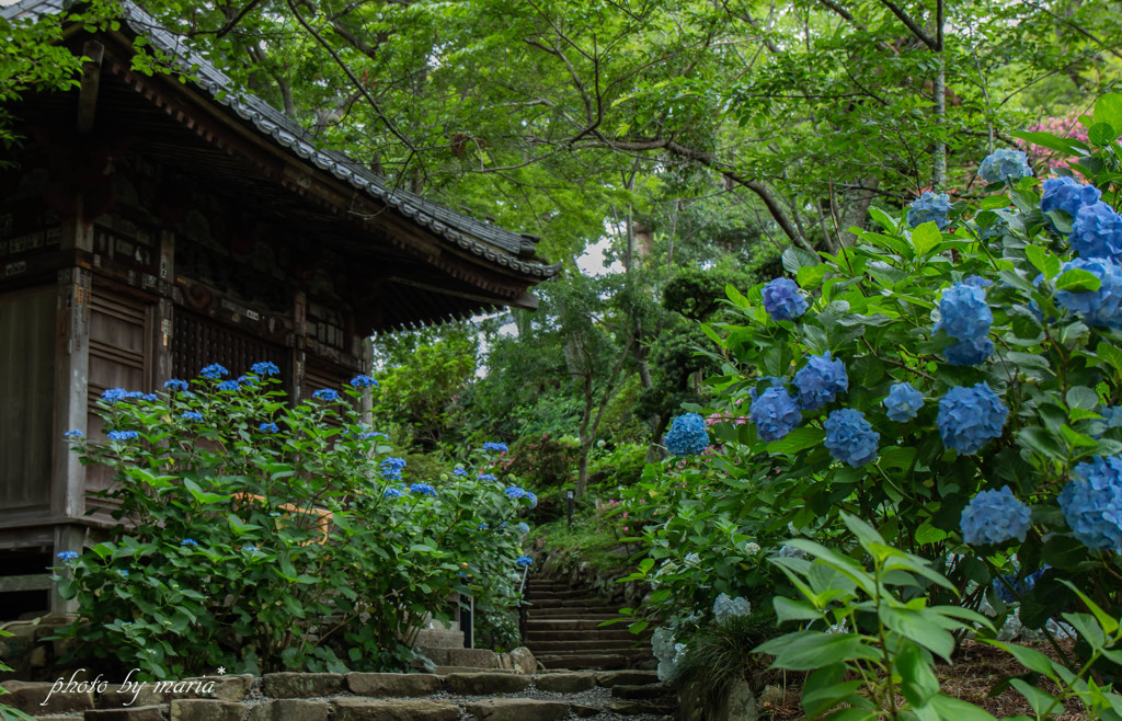 紫陽花のおもてなし