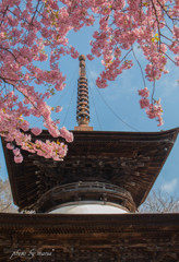 花のお寺②