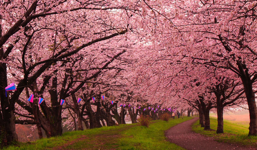毎年楽しみ　地元の桜並木②