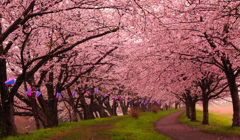 毎年楽しみ　地元の桜並木②
