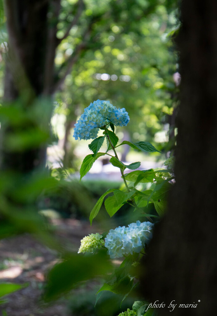 紫陽花の季節