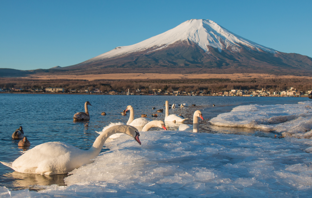 山中湖の朝