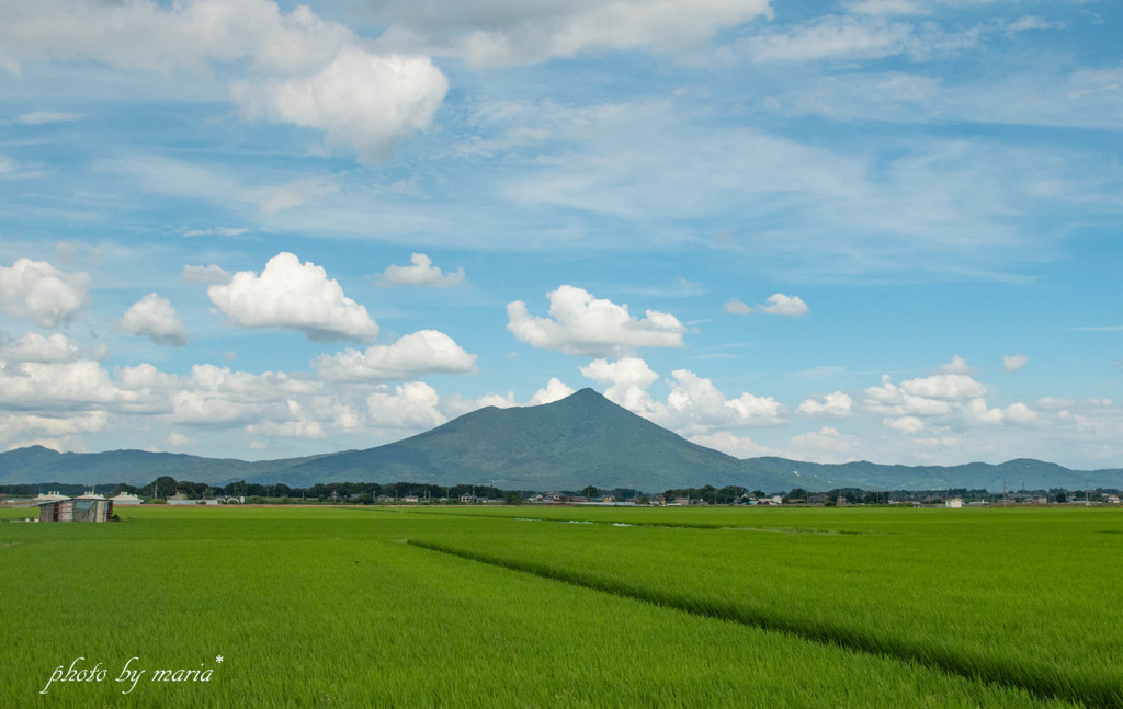 夏に向かって・・