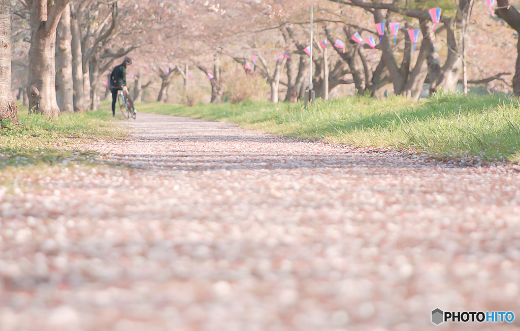 さくら道 By Maria Id 写真共有サイト Photohito