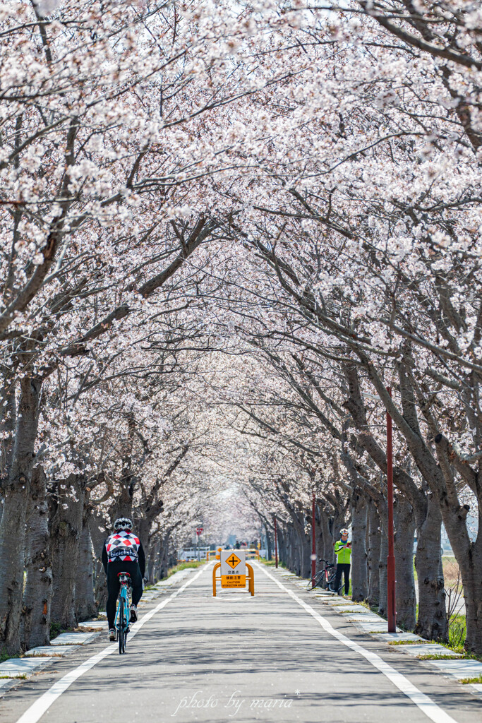 桜咲く・・りんりんロード