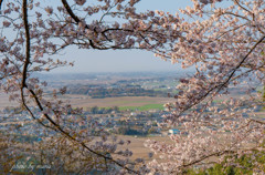 桜窓