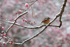 雪化粧の梅林②