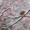 雪化粧の梅林②