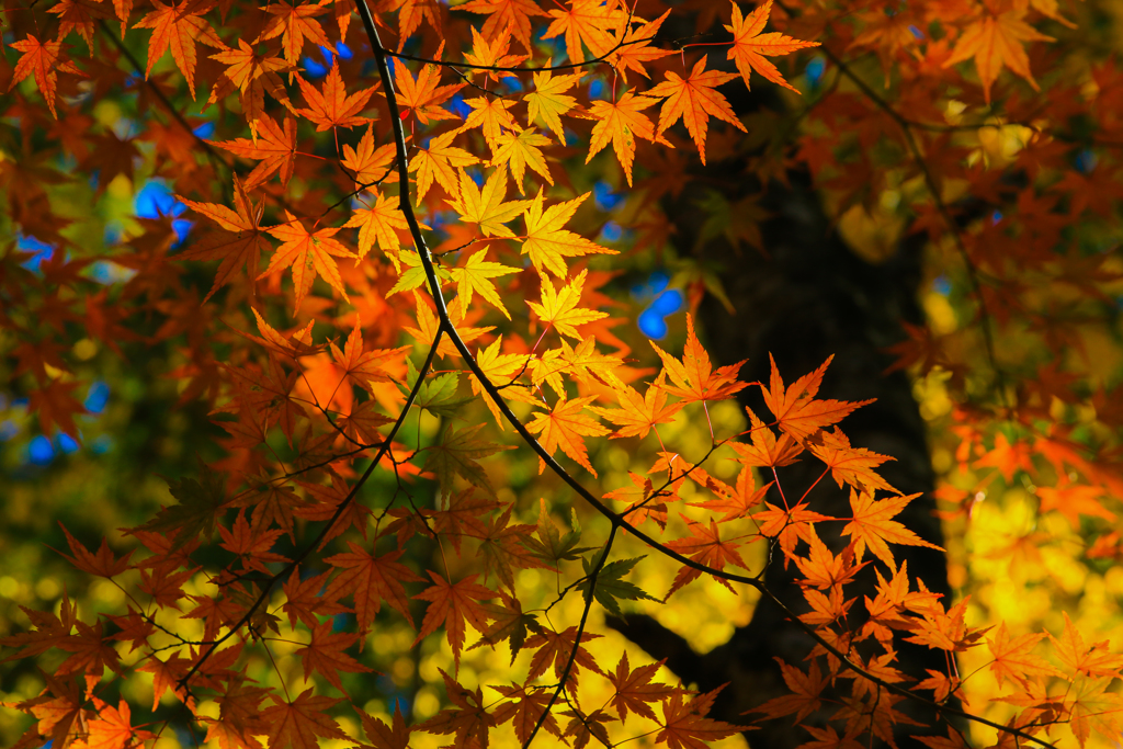 紅葉　2015②