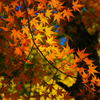 紅葉　2015②