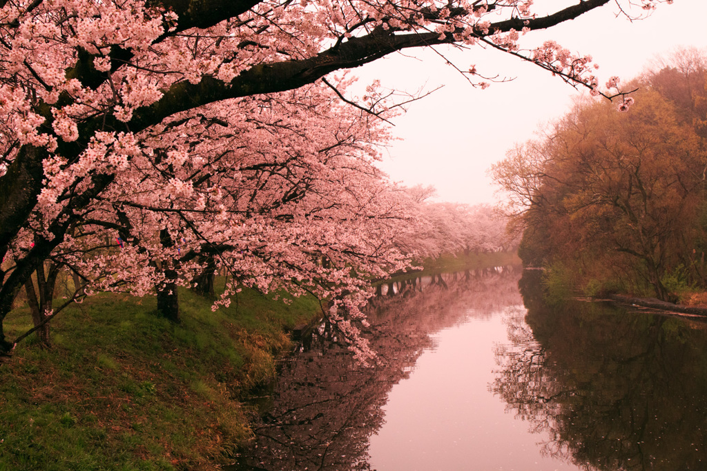 毎年楽しみ　地元の桜並木②