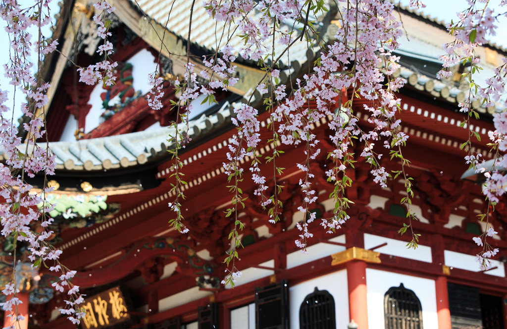 身延山久遠寺のしだれ桜③
