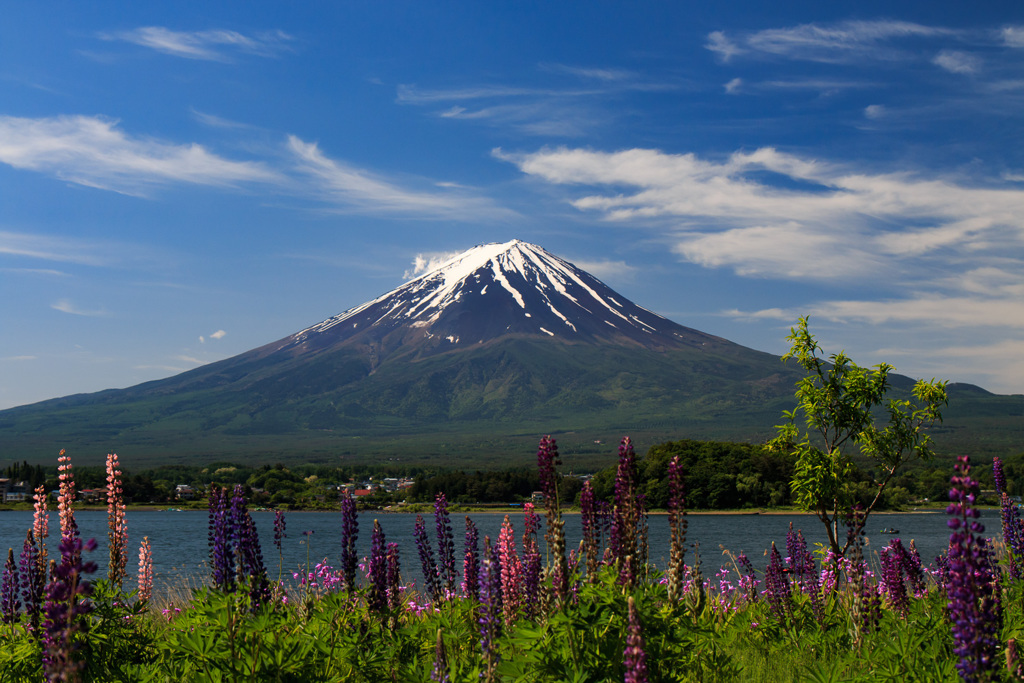 ルピナスと富士山