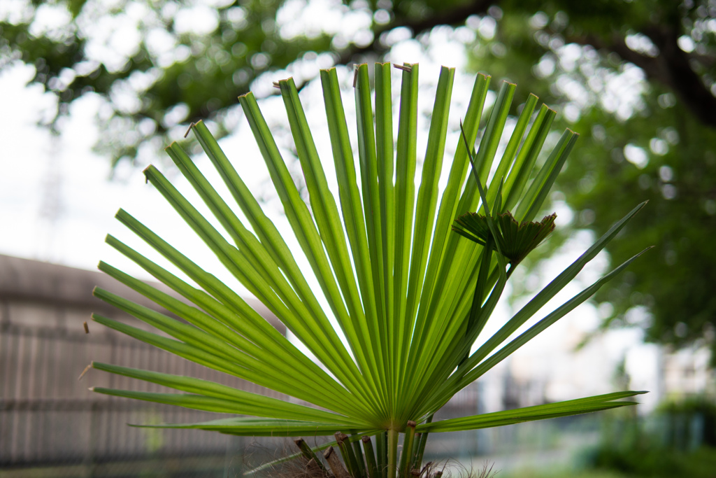 植物界