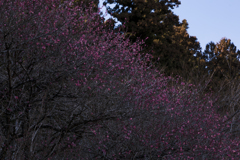 寒紅梅