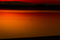 夕日照る湖面、揺らす鳥