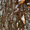 tree detail (冬) 