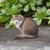 公園の猫