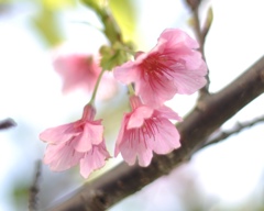 葉桜になる前に