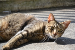 ひなたぼっこ。