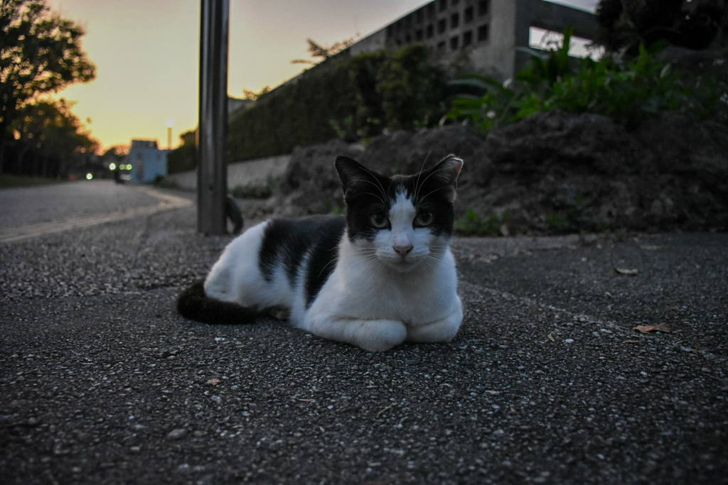 夕方のにゃん②