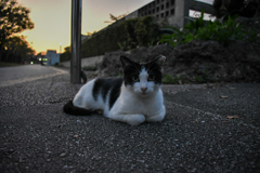 夕方のにゃん②