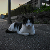 夕方のにゃん②