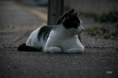 夕方のにゃん①