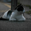 夕方のにゃん①
