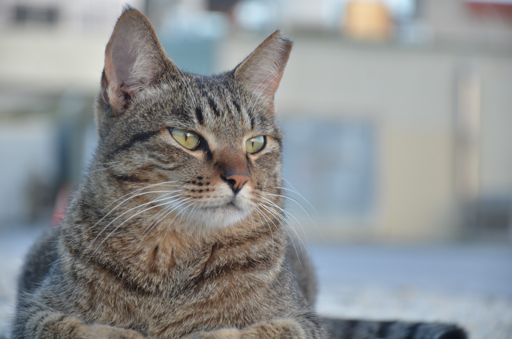 港にいた猫