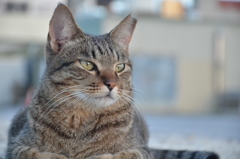 港にいた猫