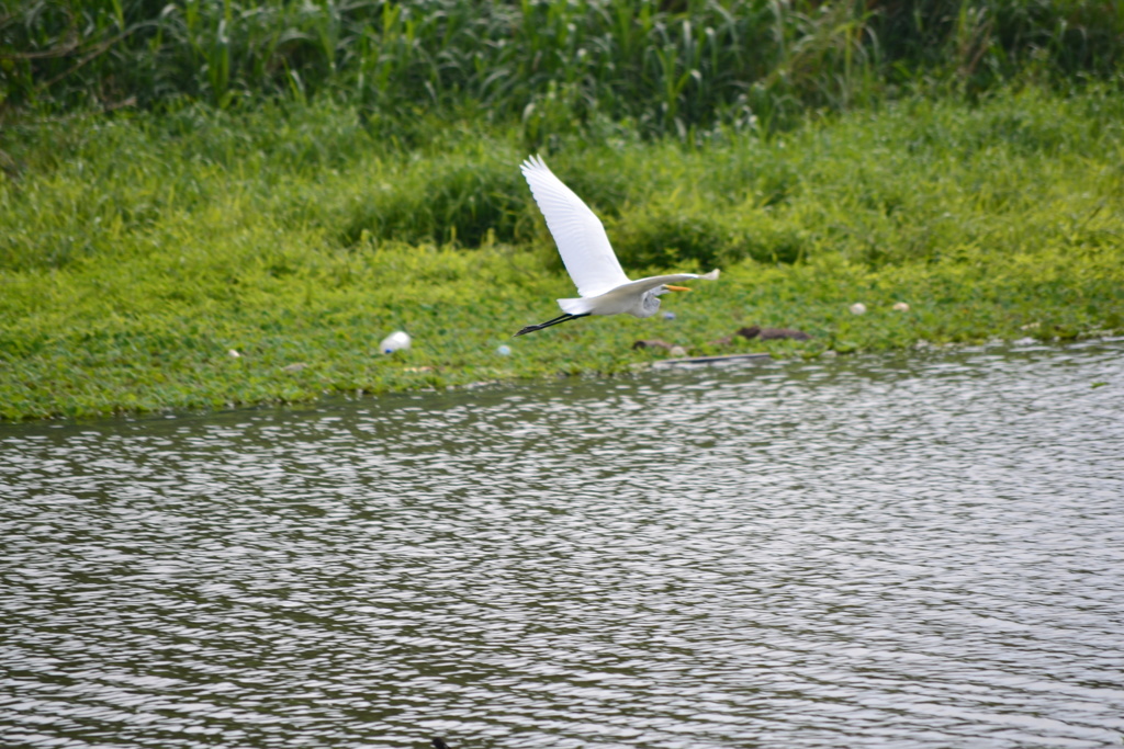 飛ぶ鳥