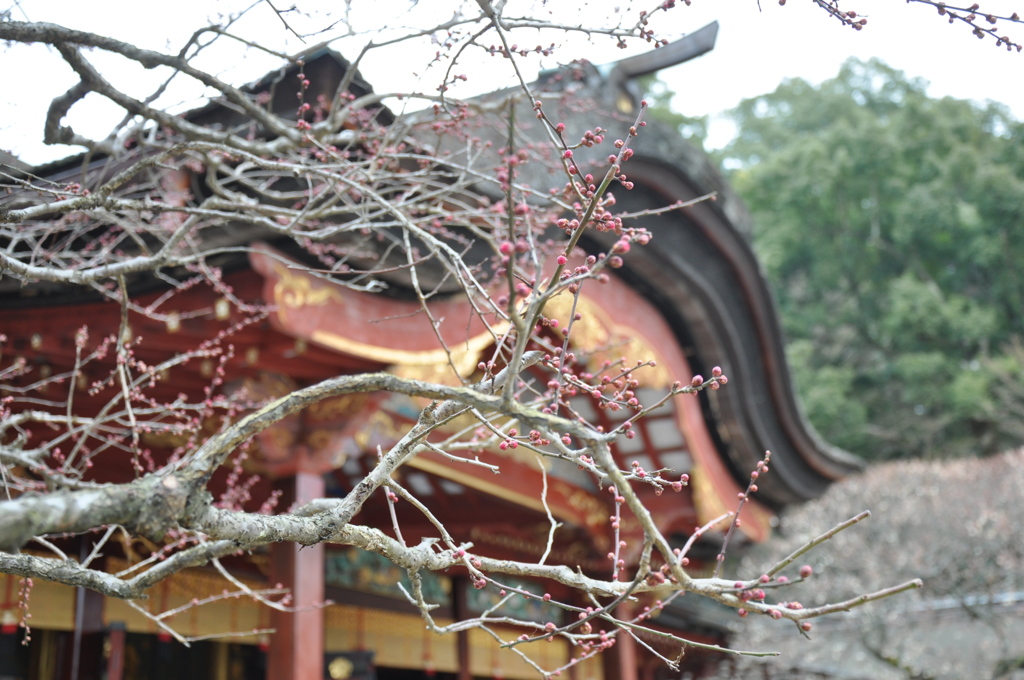 梅の開花を待つ太宰府