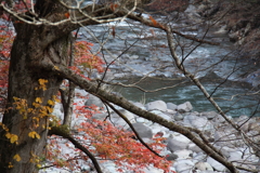 紅葉