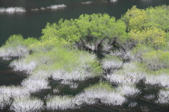 吊り橋からの不思議な風景