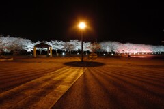 公園の夜桜