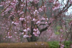 桜の雫