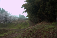 桜と竹林
