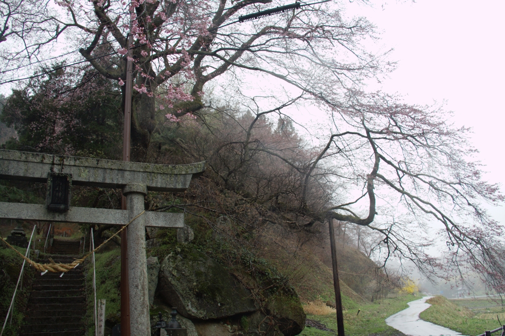 鳥居と道