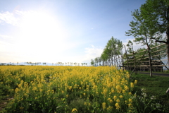 菜の花と並木3