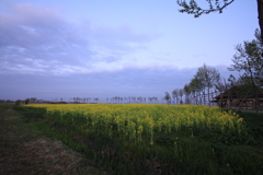 菜の花と並木2