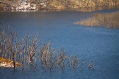 立ち枯れの奏鳴曲（ソナタ）